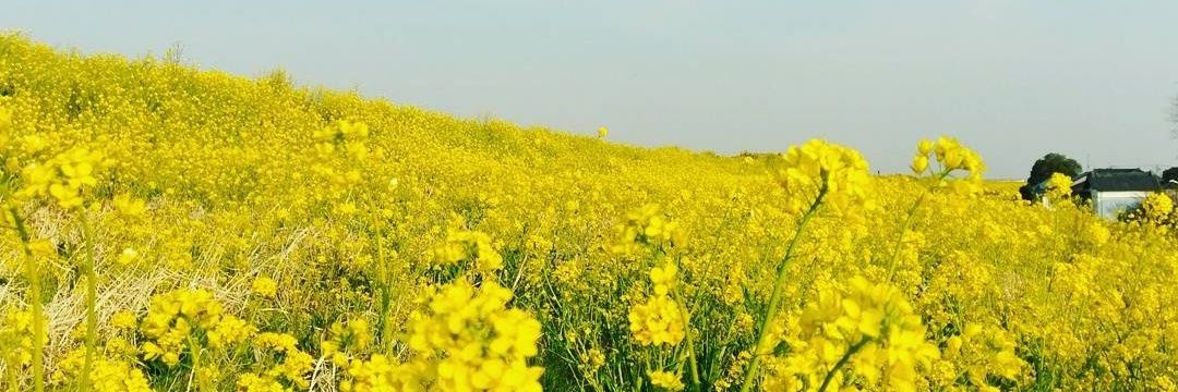 rkshalalan's profile banner image