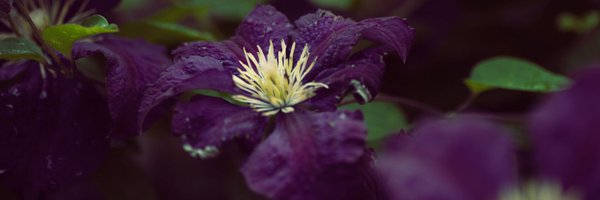 ghost_joon Profile Banner