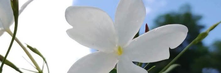 MissladyqueenMo's profile banner image