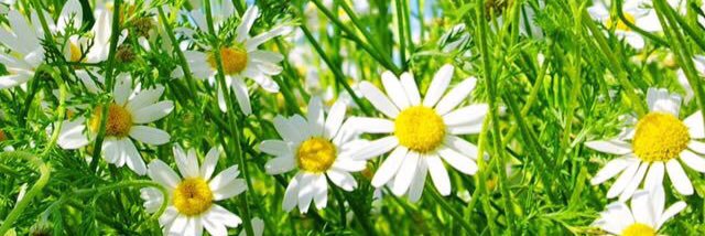 rabbit_723's profile banner image