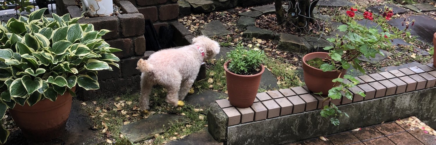 りんりんらんらん。 banner