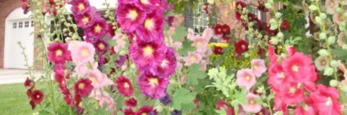 mel25899357's profile banner image