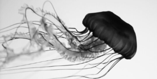 kayseamonster_'s profile banner image