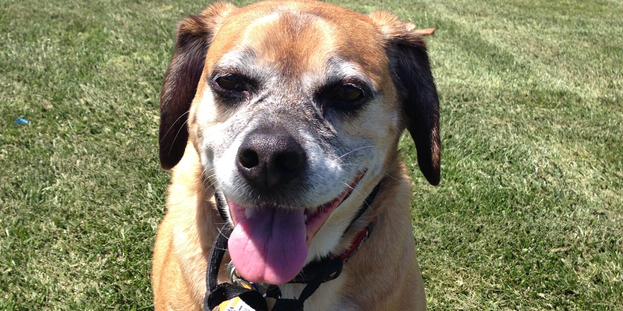 CarminePuggle's profile banner image