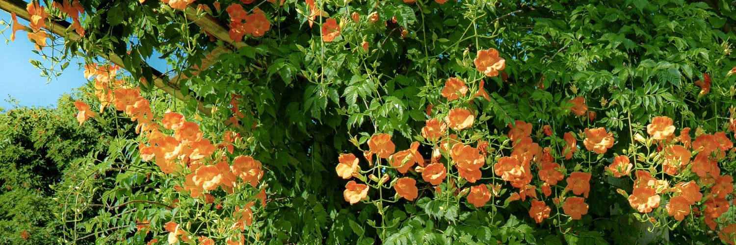 𝐀𝐥𝐥 𝐀𝐛𝐨𝐮𝐭🕯📕💐🎗 banner