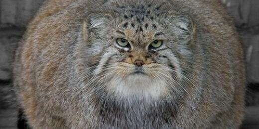 harrygato's profile banner image
