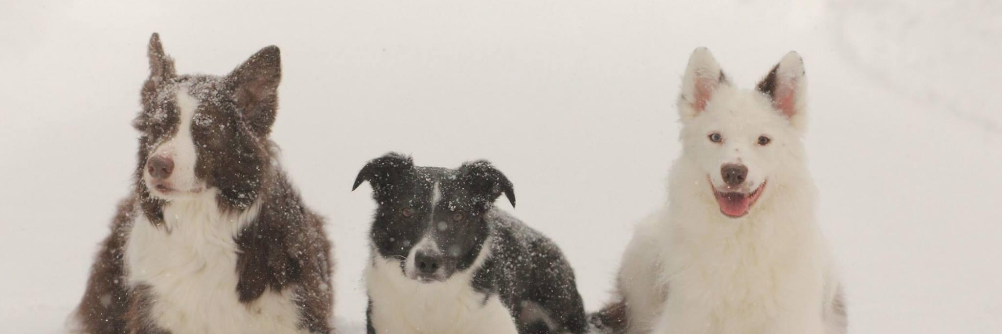 petbehavior's profile banner image