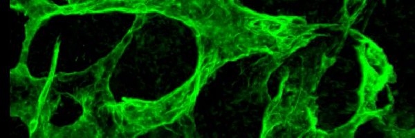 Marta_Fidalgo Profile Banner