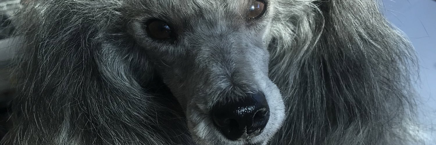 🇫🇷 ElectreFR؜🇮🇱🇩🇪🐩🐩🐩🐩🐩 banner