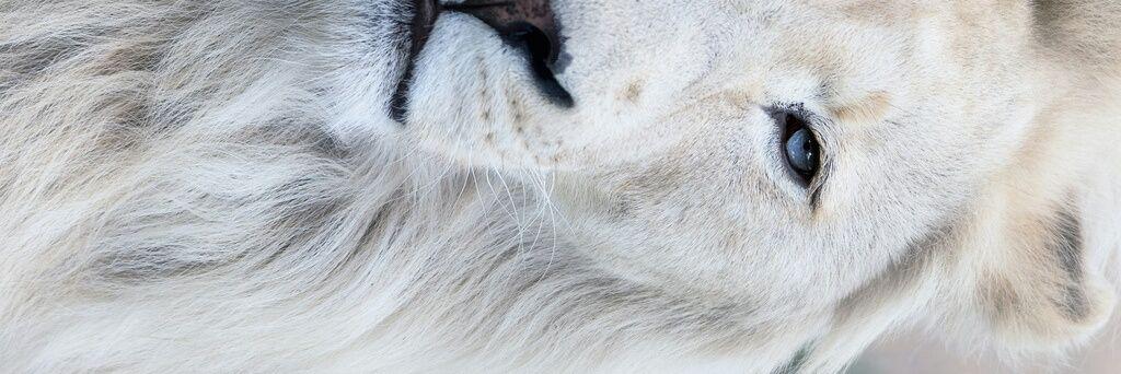 highLAH's profile banner image