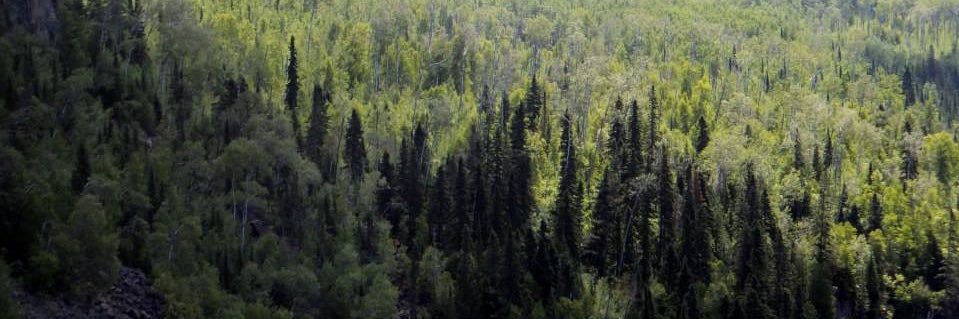 Cait Nishimura banner