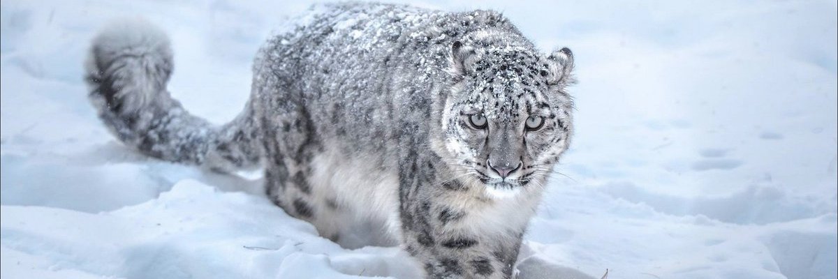 Kürşat ýücel banner