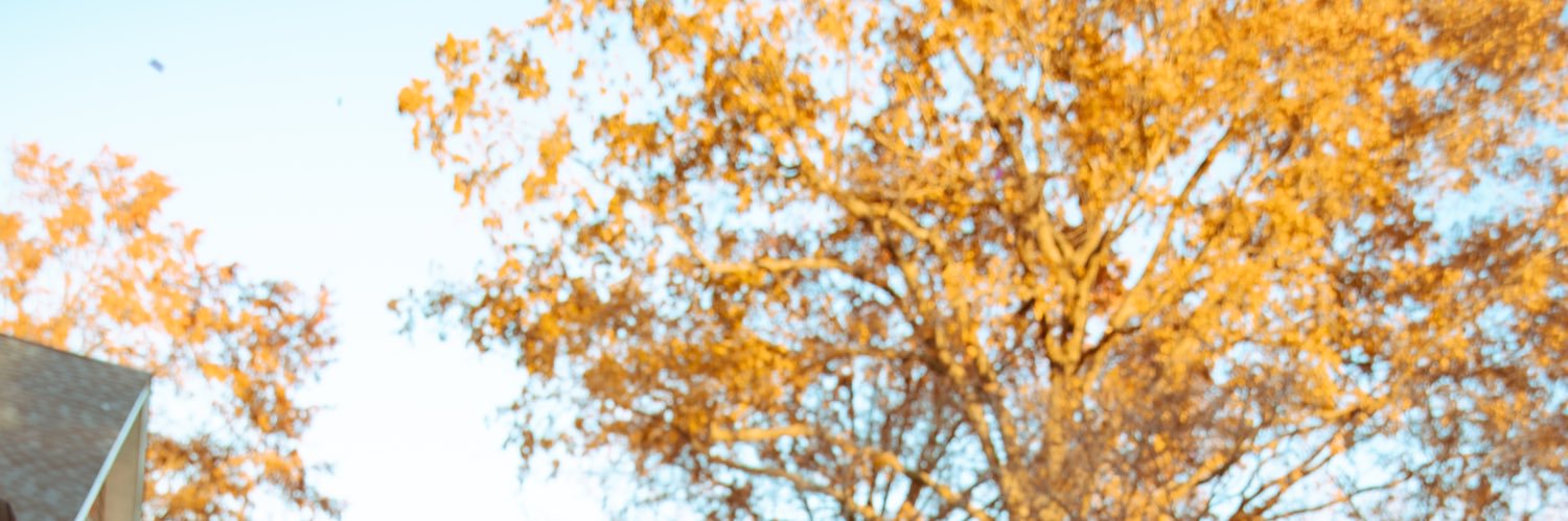 Mauricio_tsh's profile banner image