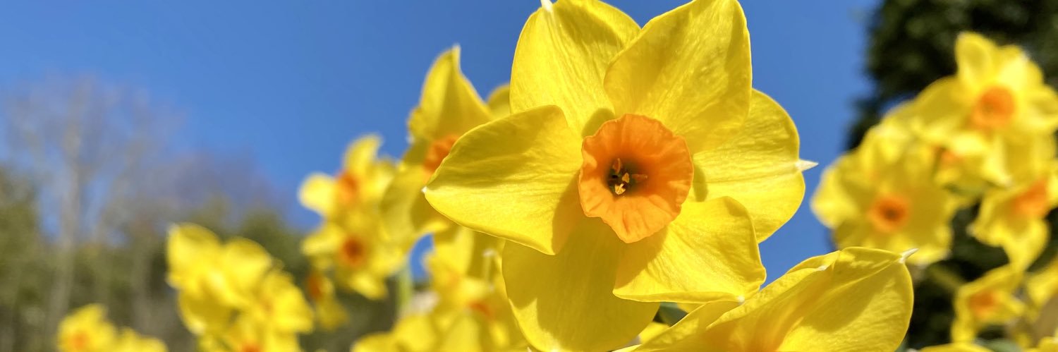 Giorgia Iegiani banner