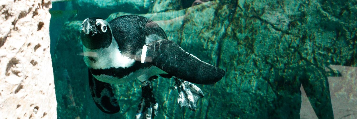 Maggie (she/her) banner