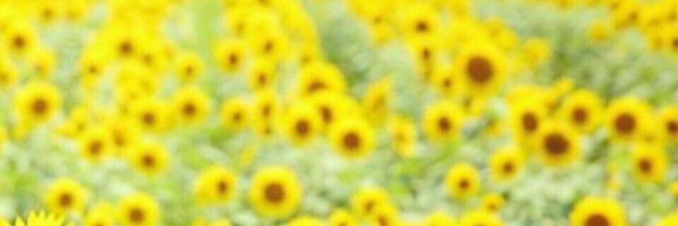 ありさ banner