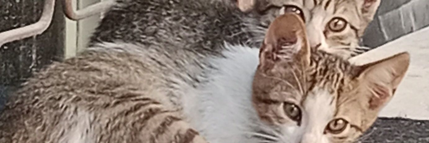 melikeakca Akca banner