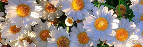 💕 𝓐𝓰𝓪𝓽𝓱𝓪 🇪🇦 🇻🇪 banner