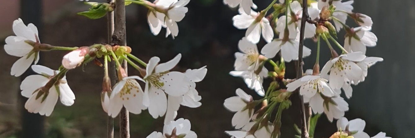 la_ he banner