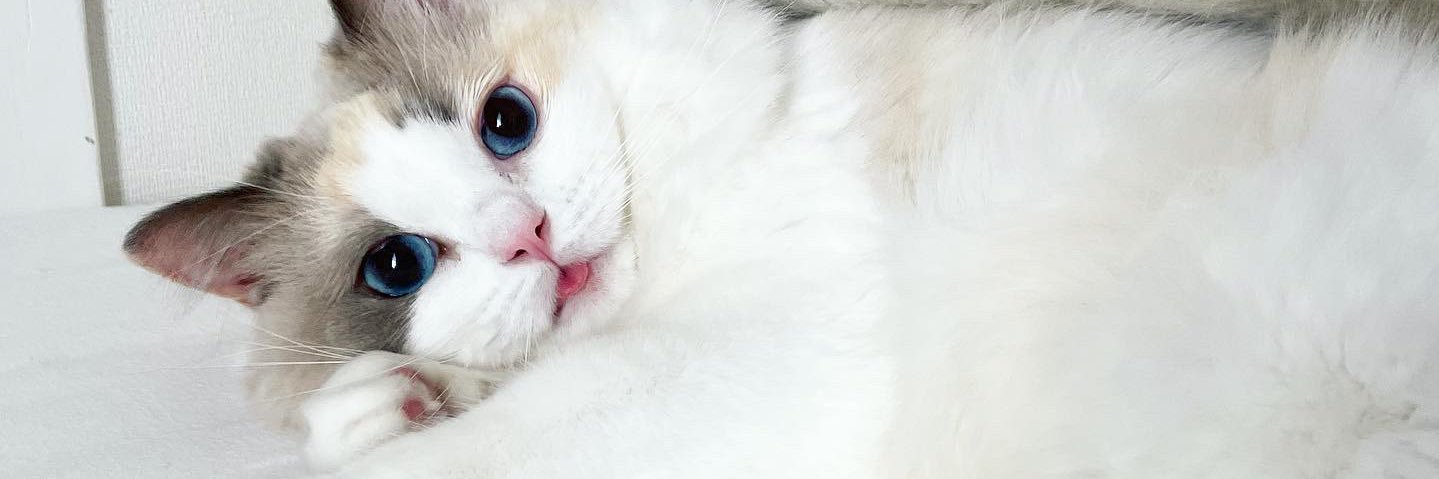 spdylvr's profile banner image