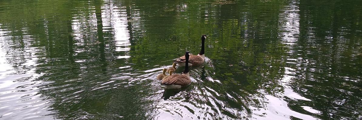 Elisabetta Giuffra banner