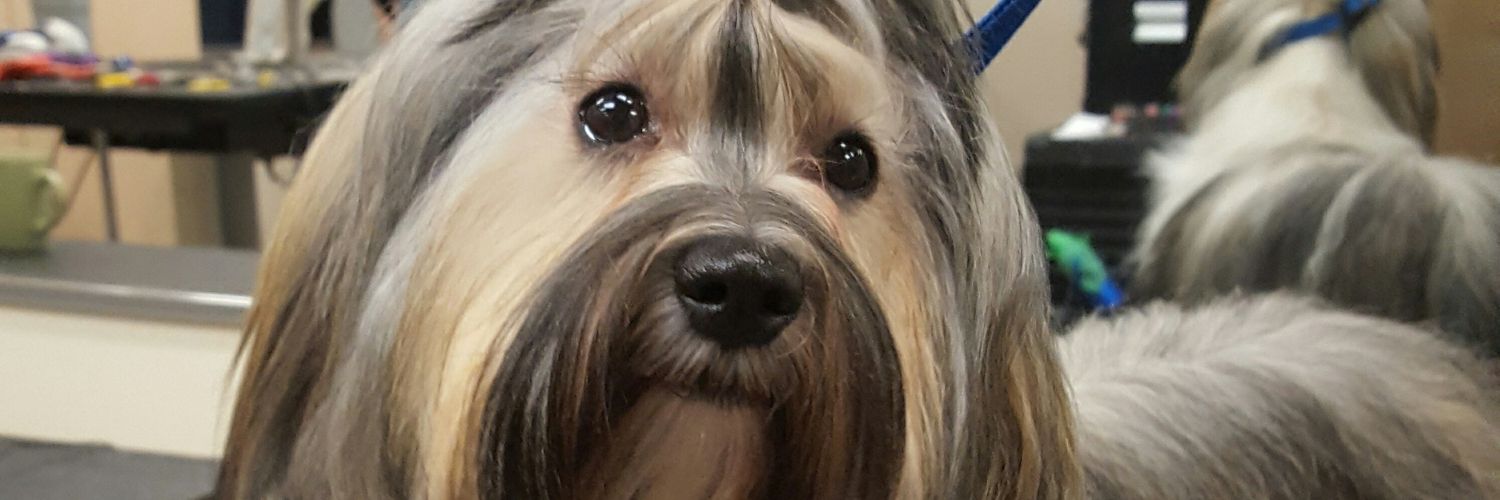 petsngroom's profile banner image