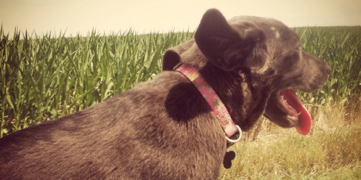 jesslambring's profile banner image