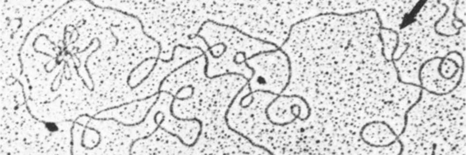 🔬 R-loop's banner