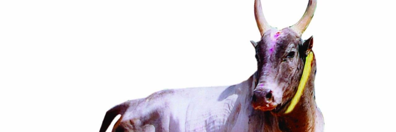 thirush2's profile banner image