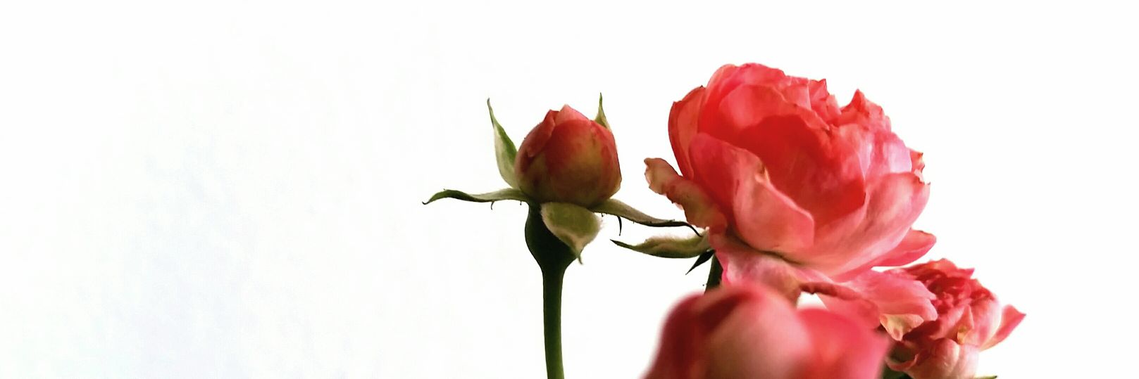 Andreína Hernández banner