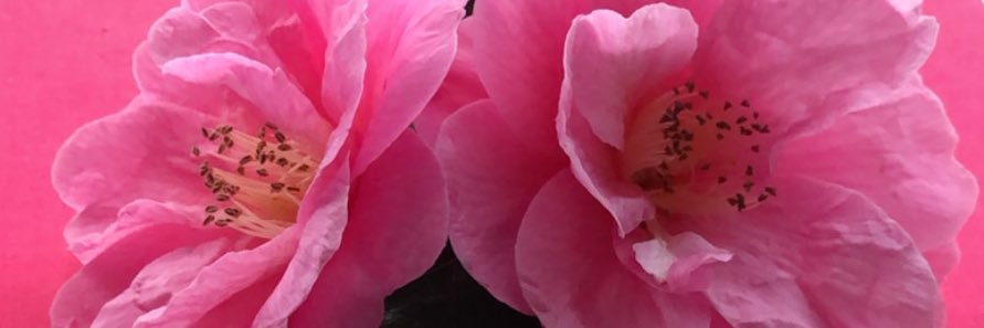 Krystine Dawn banner