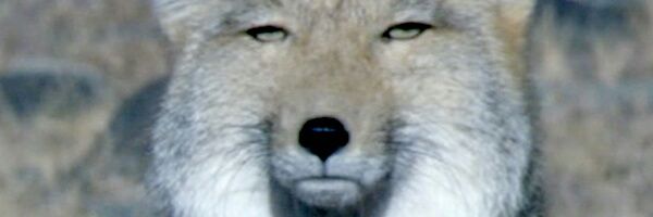 ringo_mr's profile banner image