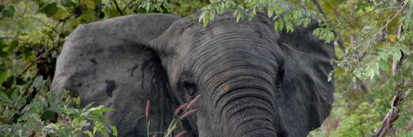 TheBaleLab Profile Banner