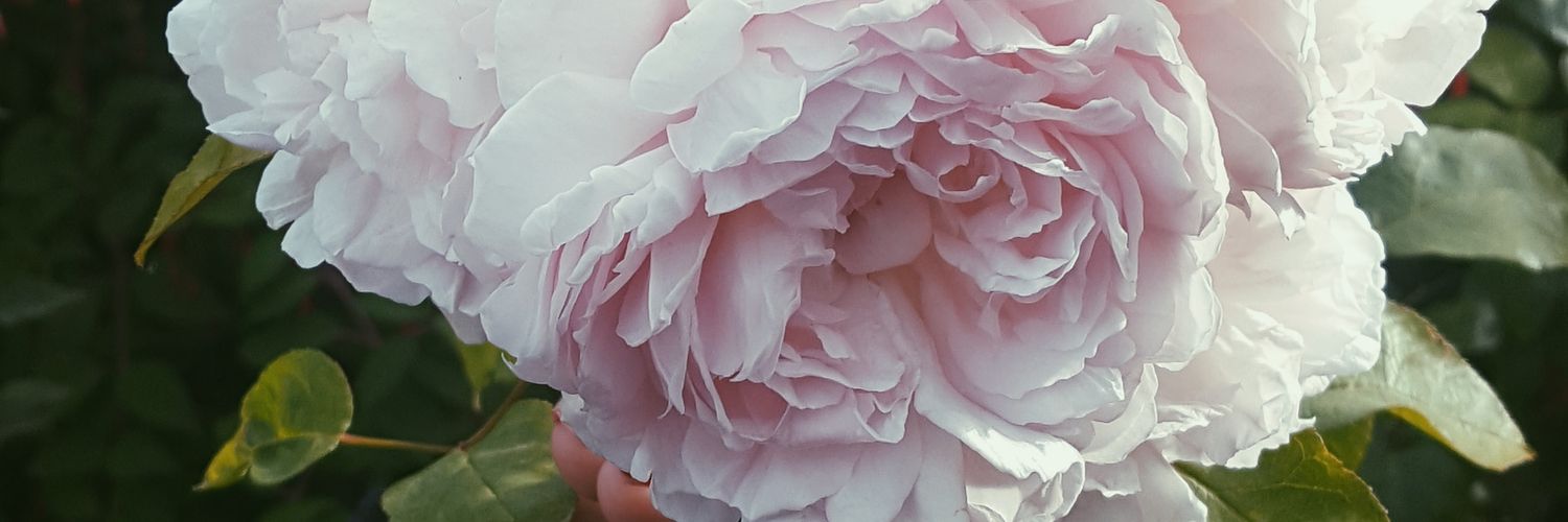 Real_Lau_Payne's profile banner image
