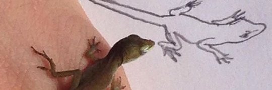 rarefern's profile banner image