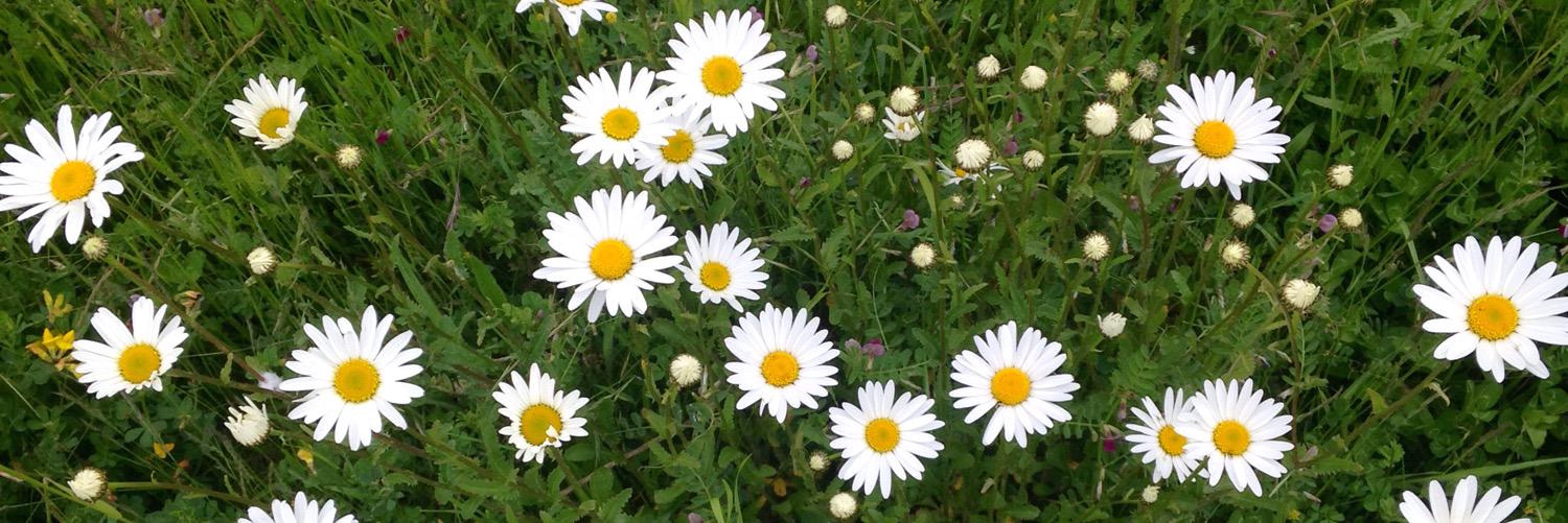 Daisy Meager banner