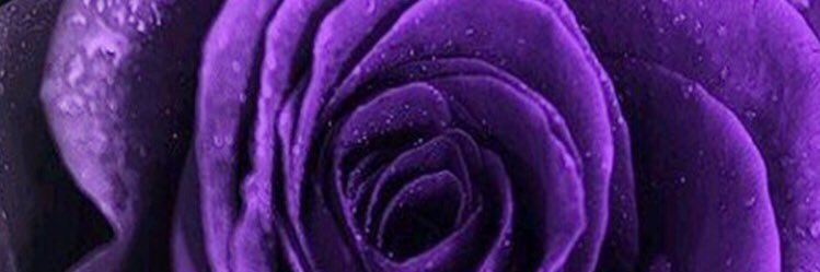 williamsnach's profile banner image