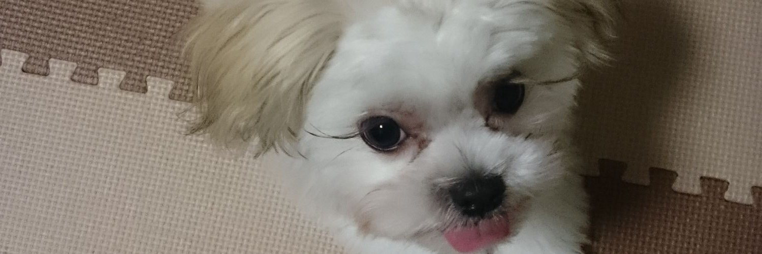fujimaaaru's profile banner image