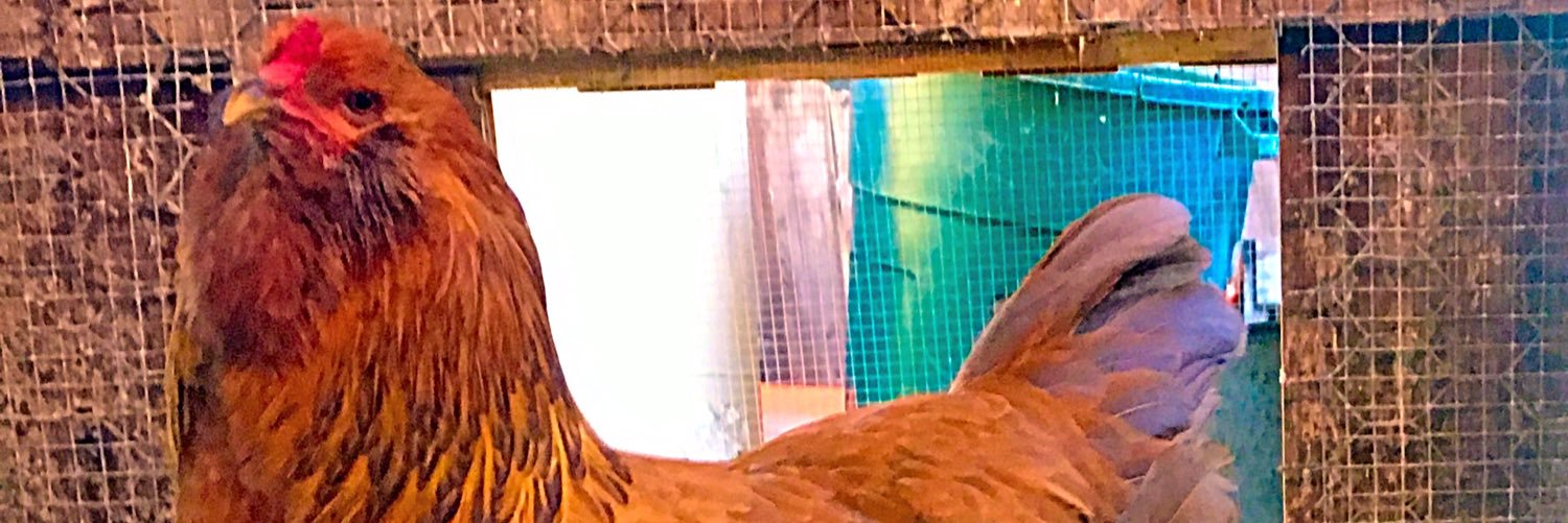 SallyRuhl's profile banner image