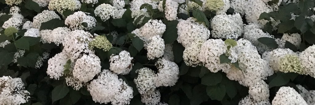 Jodi Carruthers banner