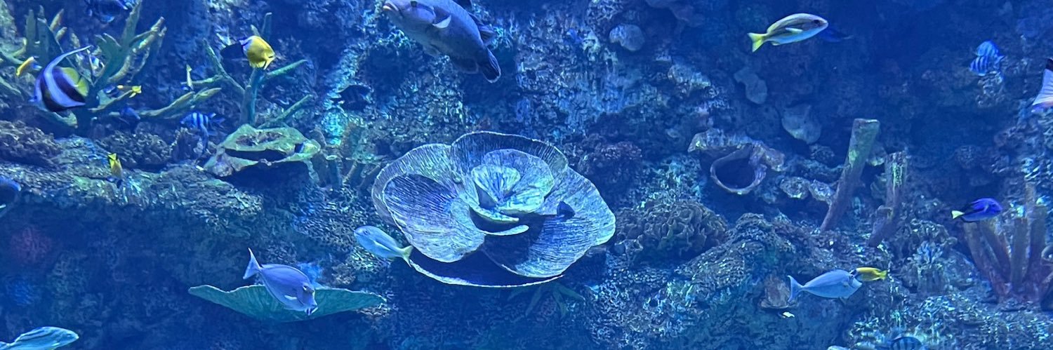 cammeliabloom's profile banner image