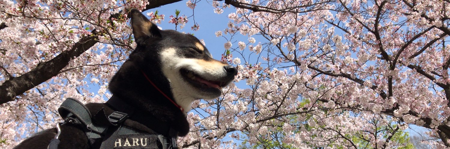 10miyo4's profile banner image