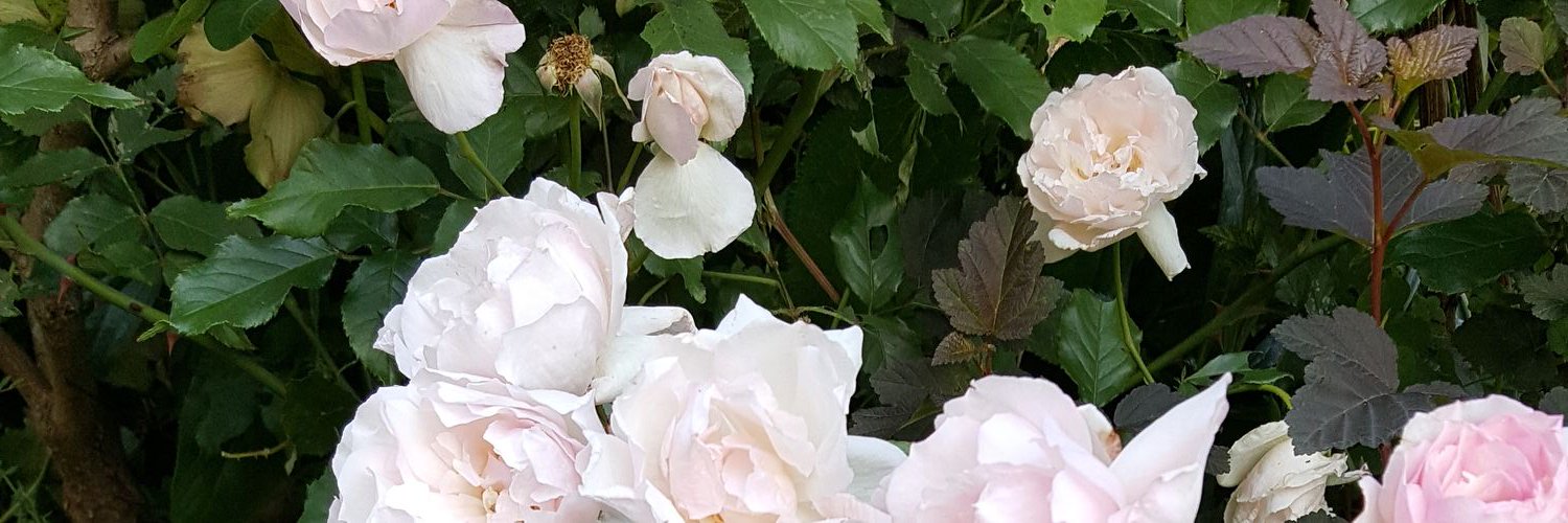 ゆか(ソニン)🇺🇦 banner