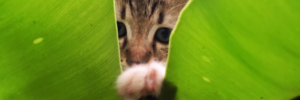 bubukcokelatttt's profile banner image