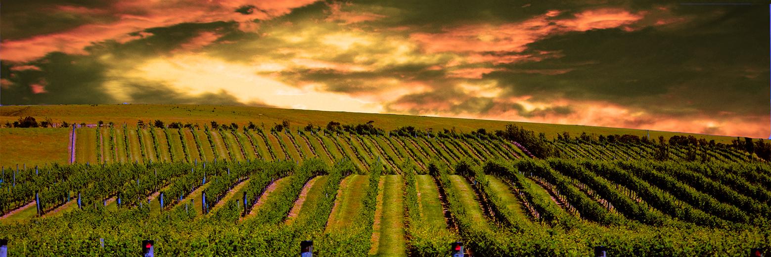 Murdoch James Estate banner