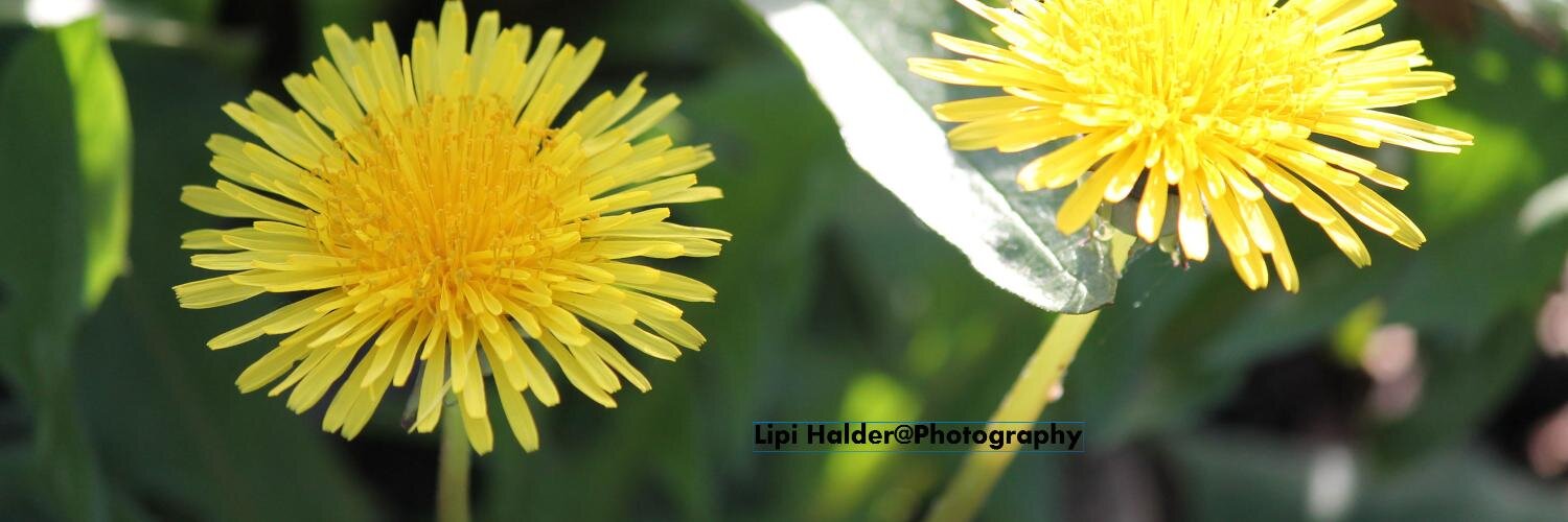 LipiHalder's profile banner image