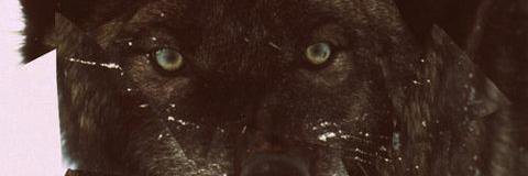 sandra vigier banner