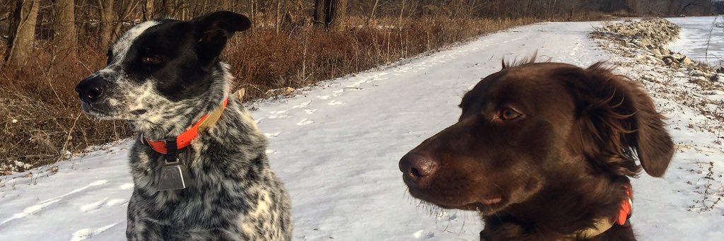 ancestralpet's profile banner image