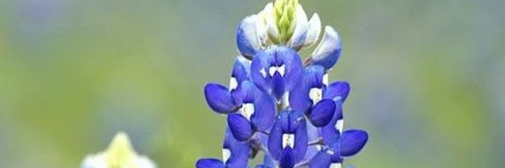 🇺🇸💙 We are not going back banner