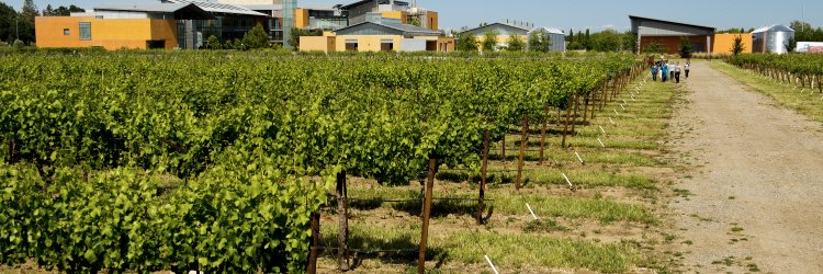 UC Davis Wine Exec banner
